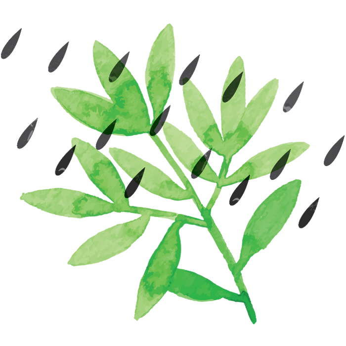 plant with rain drops