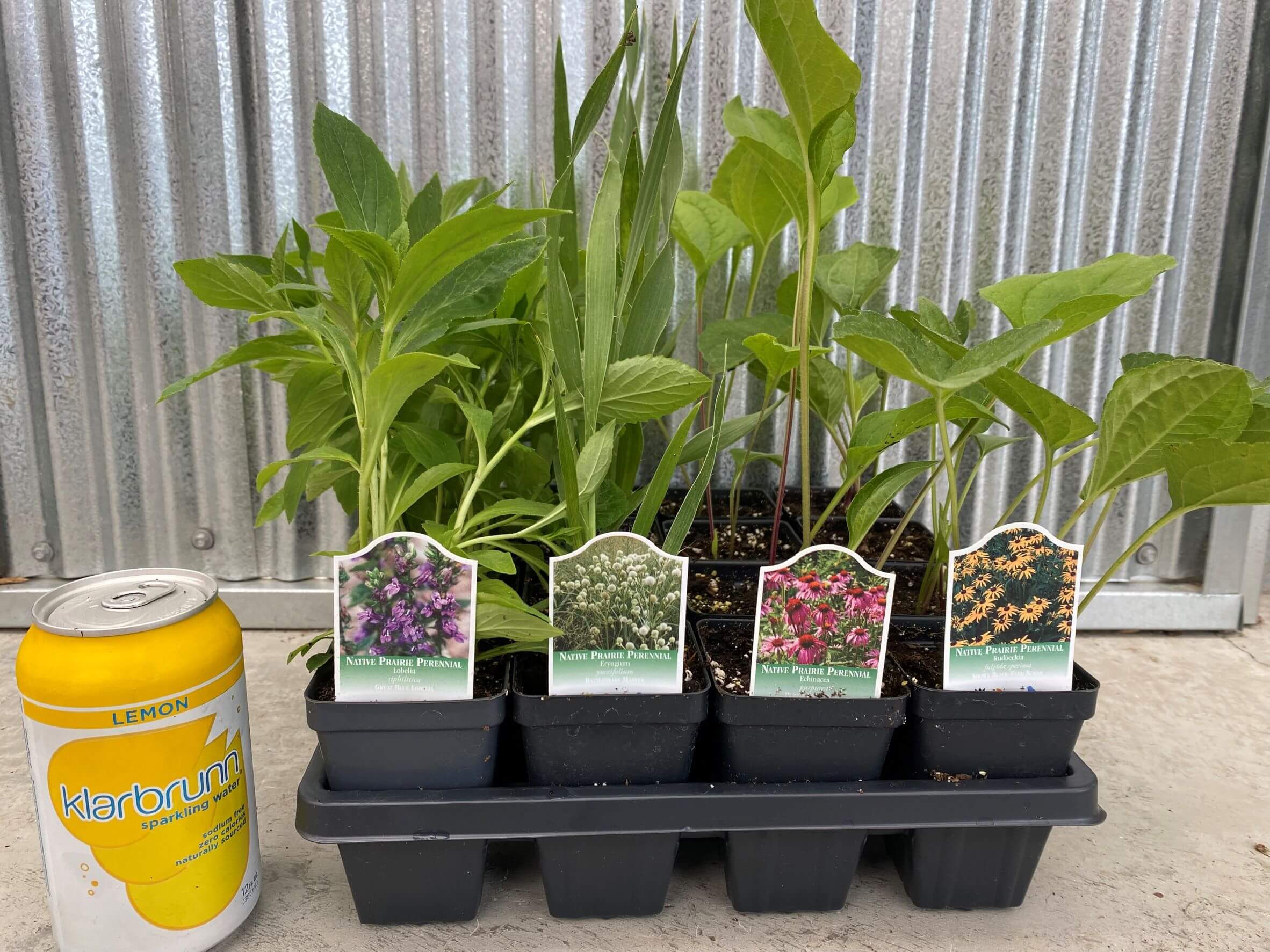 rain garden plant kit