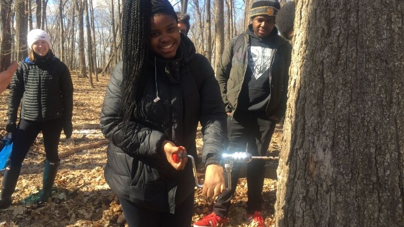 Tapping a Maple Tree