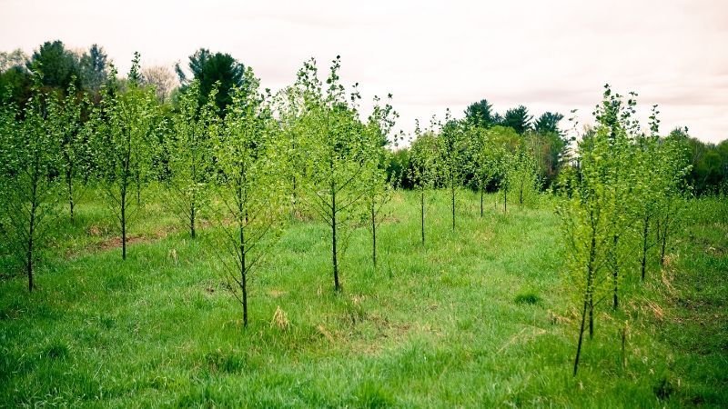 Stormwater Tree Sapling