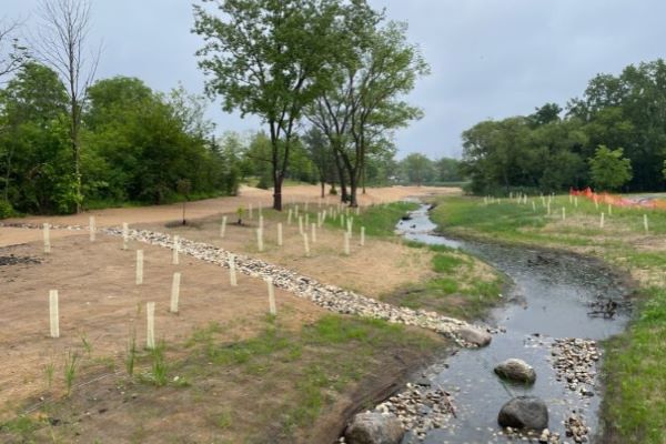 trees recently planted along a river