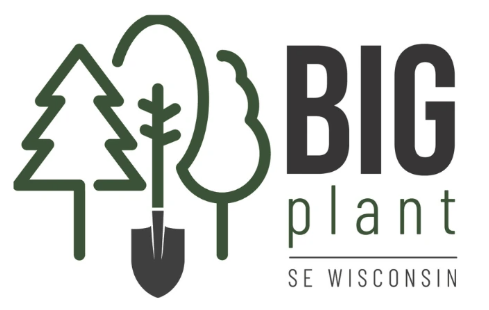 Stormwater Tree Sapling