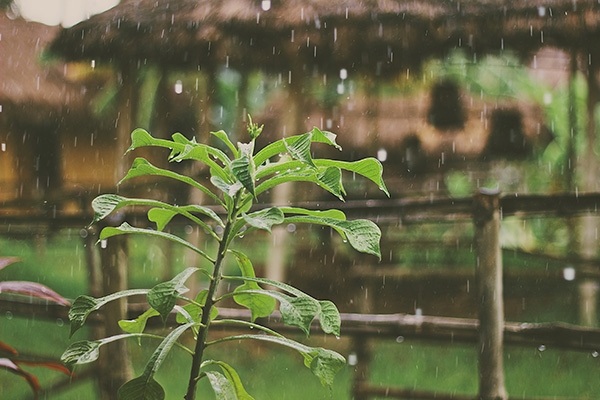 a plant being watered