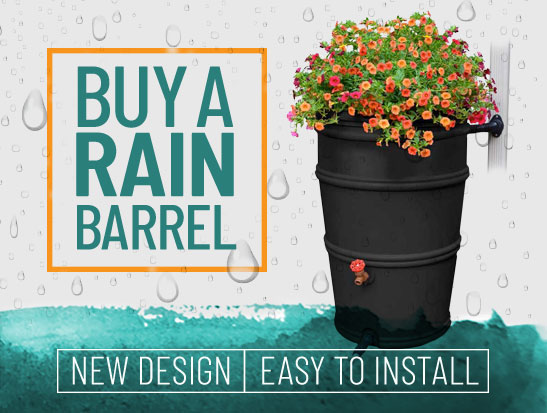 buy a rain barrel